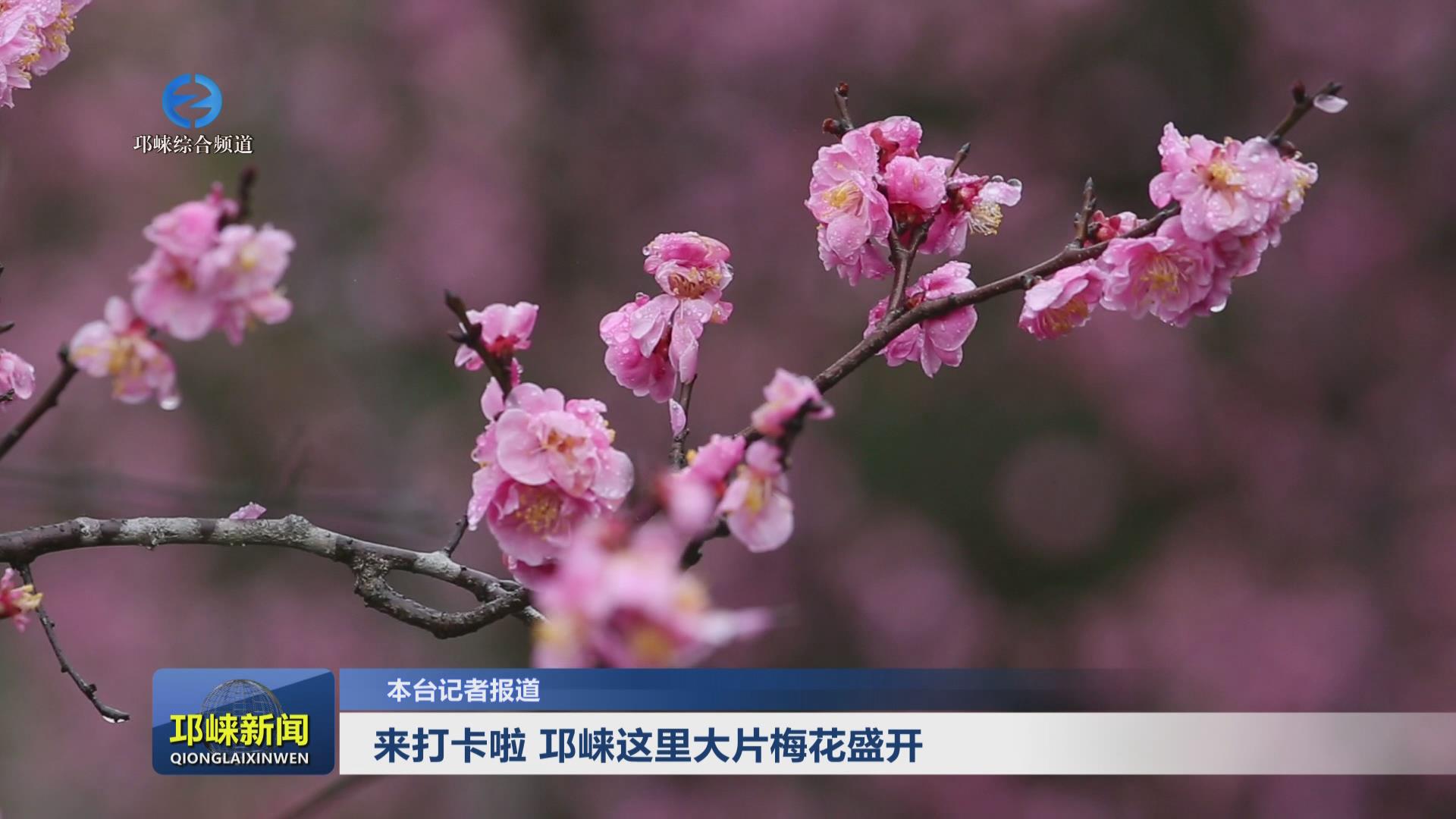 【20250224】来打卡啦 邛崃