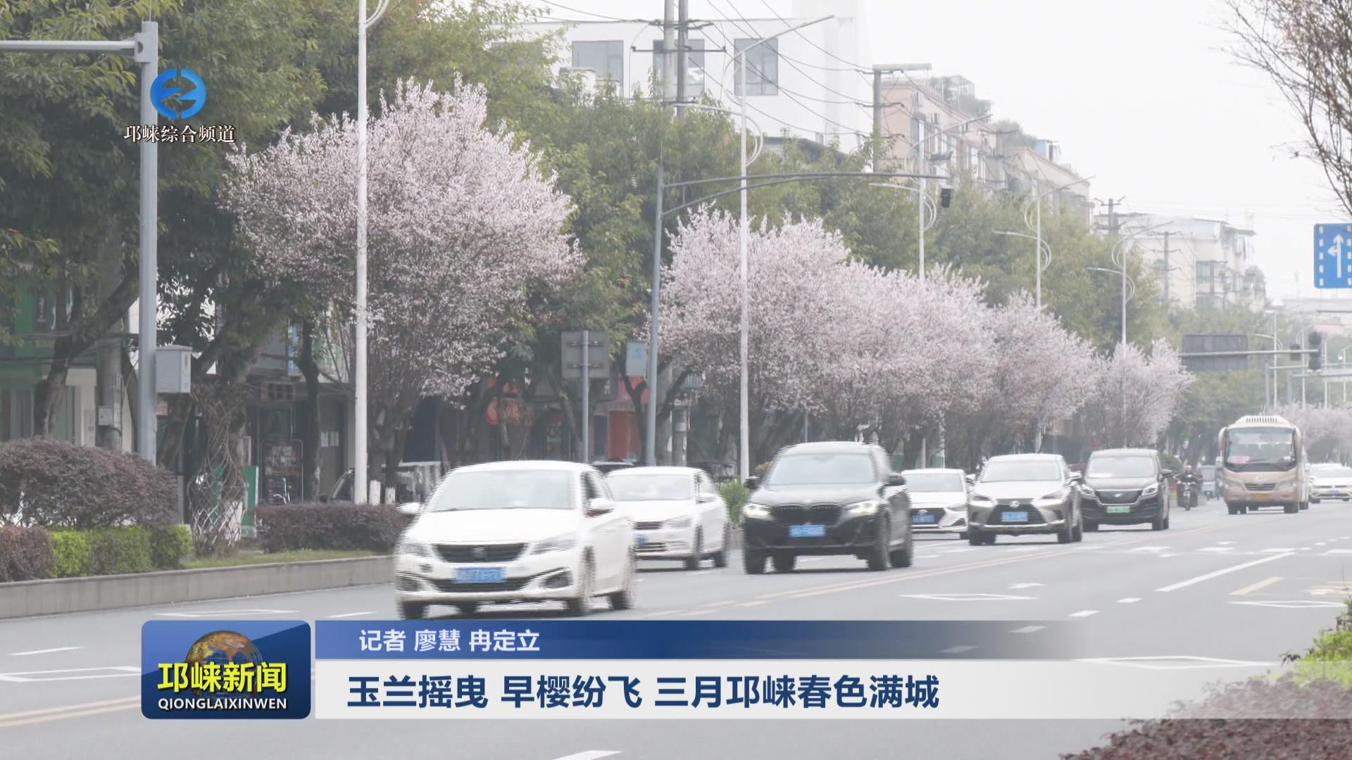 【20250310】玉兰摇曳，早樱