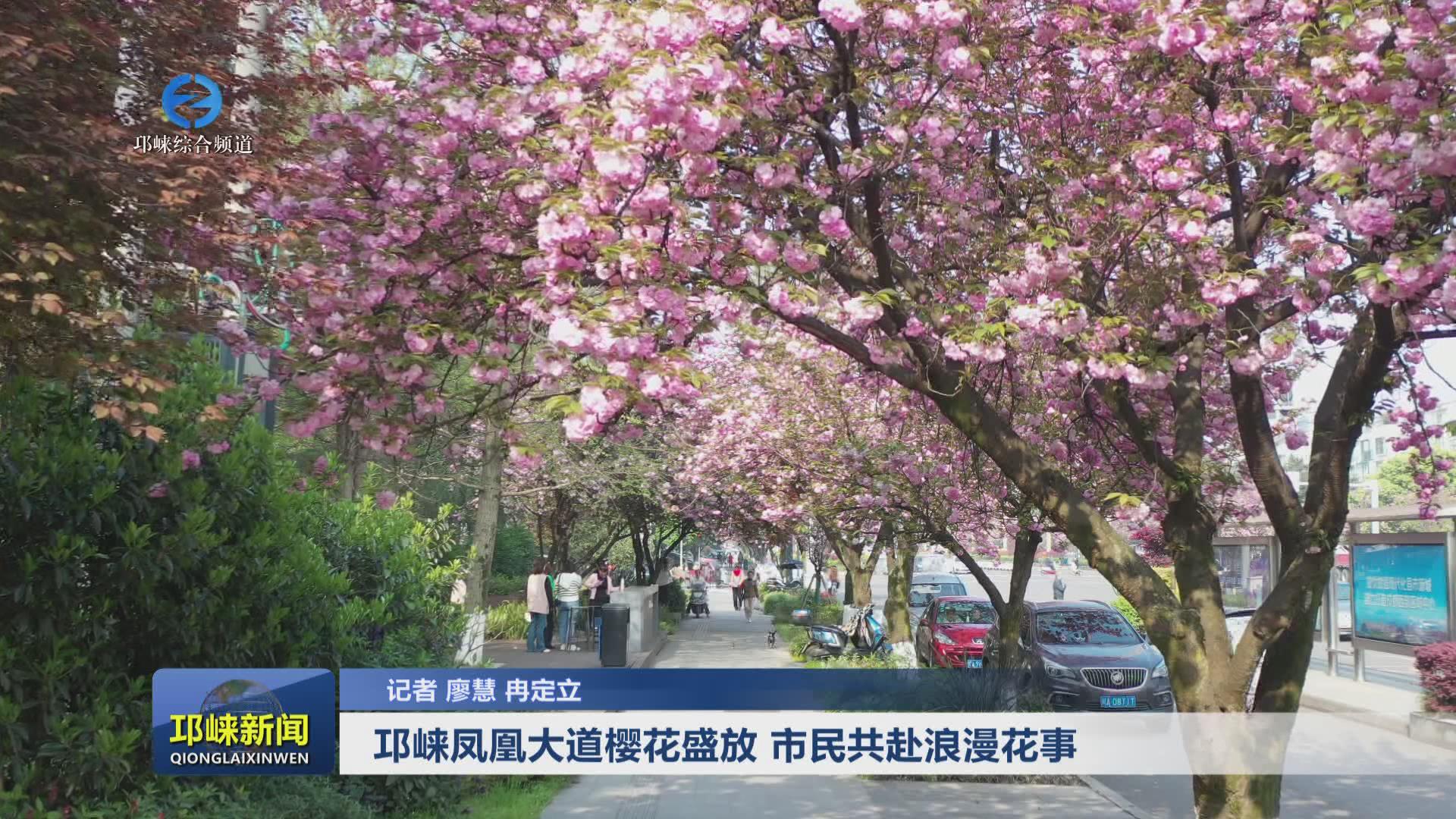 【20250407】邛崃凤凰大道樱